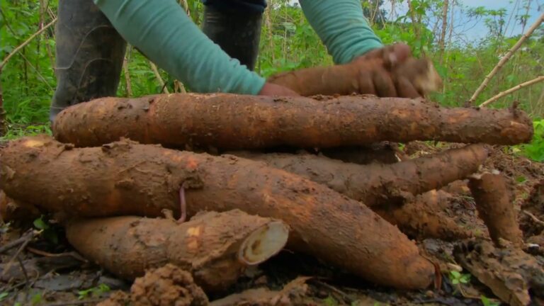 Sabores de la Amazon&iacute;a: Recetas Tradicionales de Platos T&iacute;picos