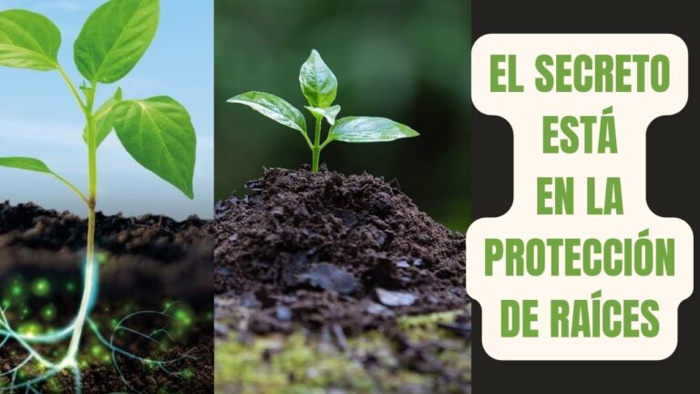 Delicias Locales: Platillos con Productos de la Agricultura Regional