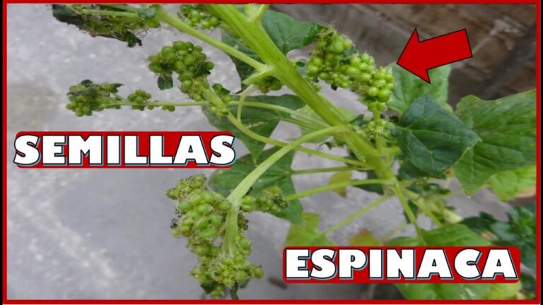 Cocina Casera: Delicias con Ingredientes Frescos de la Agricultura Local