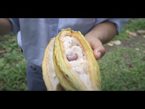 Innovaci&oacute;n Culinaria Turca en la Cocina Global